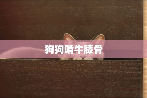 狗狗啃牛膝骨
