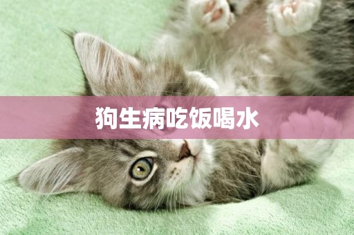 狗生病吃飯喝水