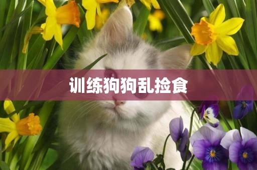訓練狗狗亂撿食