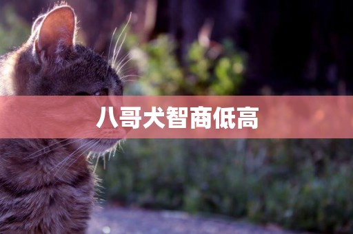 八哥犬智商低高