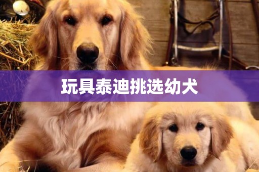 玩具泰迪挑選幼犬
