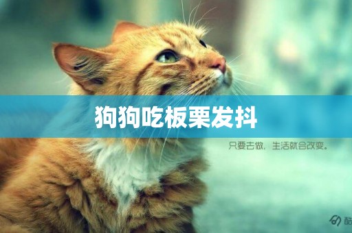 狗狗吃板栗發抖