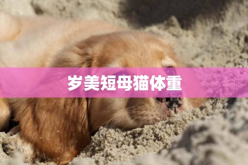 歲美短母貓體重