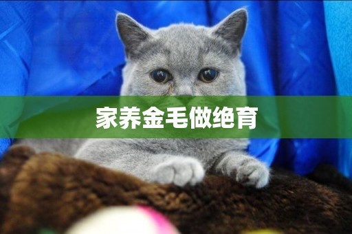 家養金毛做絕育