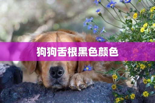 狗狗舌根黑色顏色