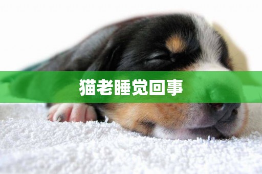 貓老睡覺回事