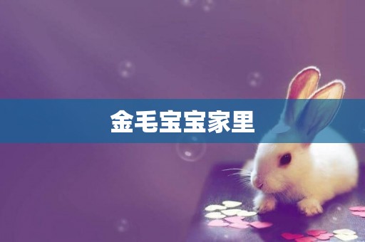 金毛寶寶家里
