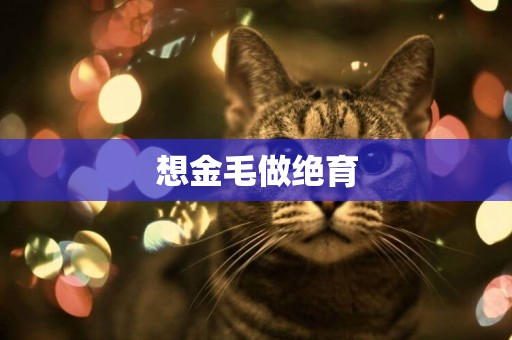 想金毛做絕育
