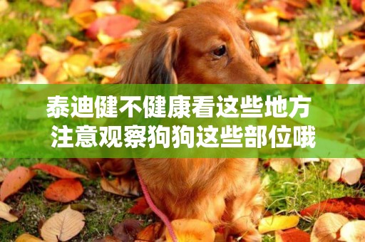 泰迪健不健康看這些地方 注意觀察狗狗這些部位哦