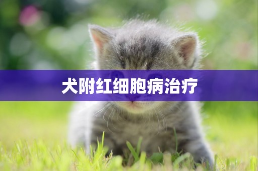 犬附紅細胞病治療