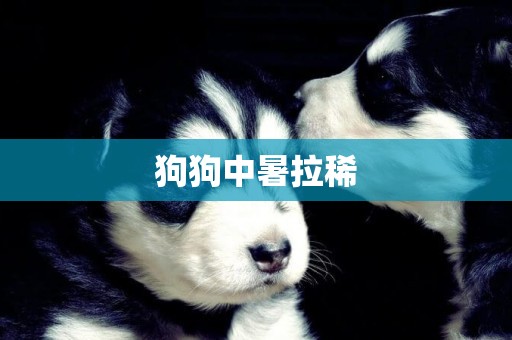狗狗中暑拉稀