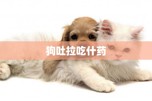 狗吐拉吃什藥