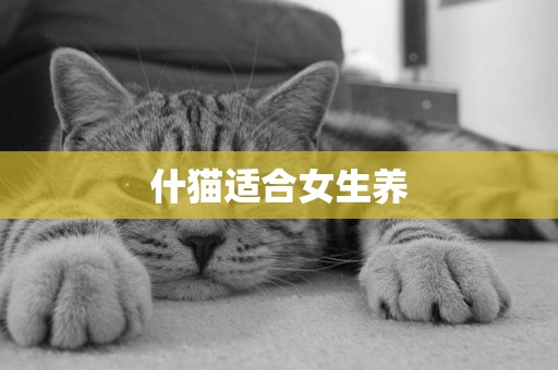 什貓適合女生養