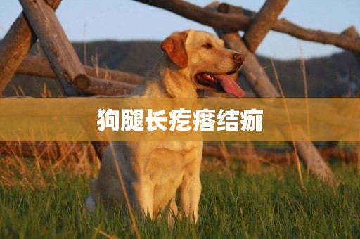 狗腿長疙瘩結痂