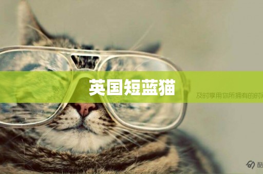 英國短藍貓
