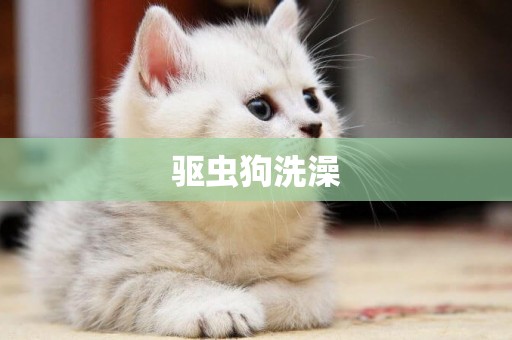 驅蟲狗洗澡