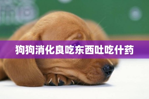 狗狗消化良吃東西吐吃什藥