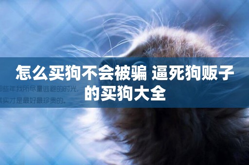 怎么買狗不會被騙 逼死狗販子的買狗大全