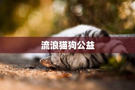 流浪貓狗公益