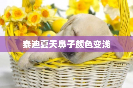 泰迪夏天鼻子顏色變淺