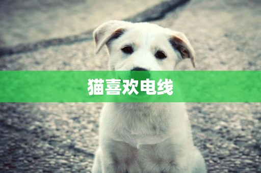貓喜歡電線