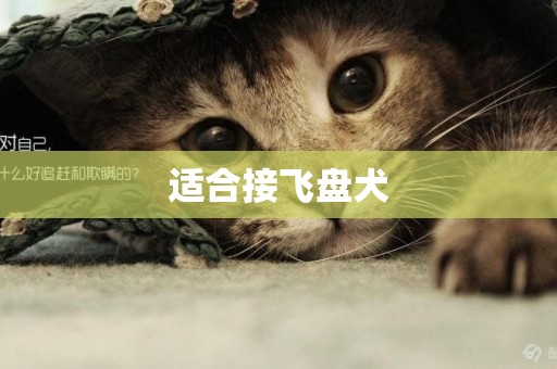 適合接飛盤犬