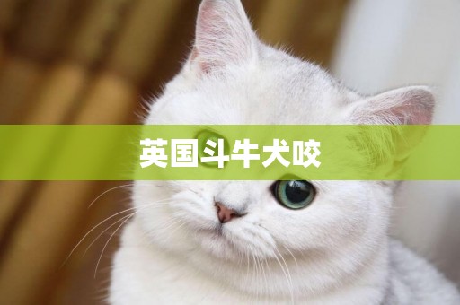 英國斗牛犬咬
