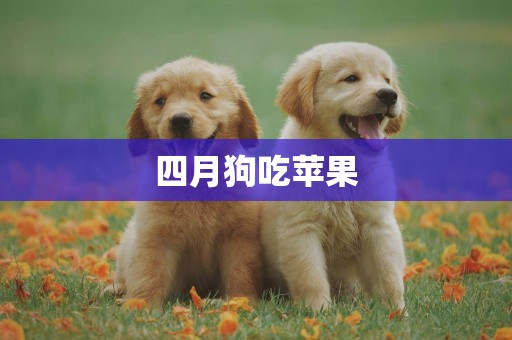 四月狗吃蘋果