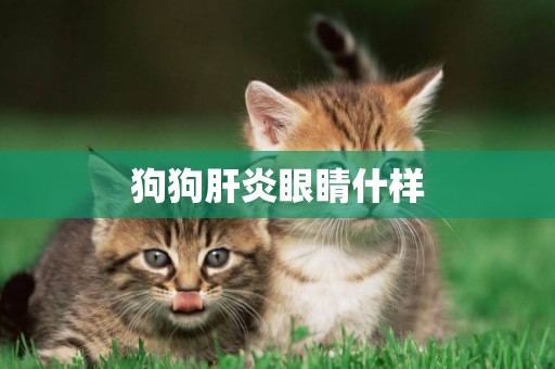 狗狗肝炎眼睛什樣