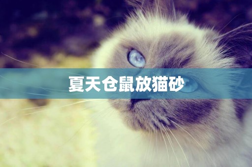夏天倉鼠放貓砂