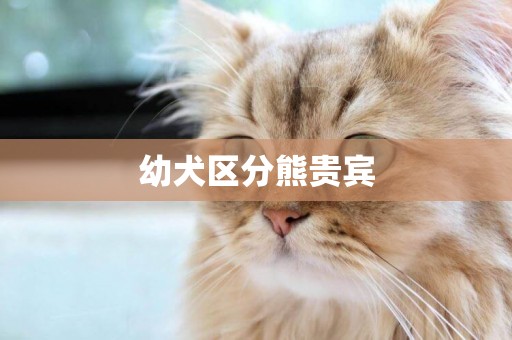 幼犬區分熊貴賓