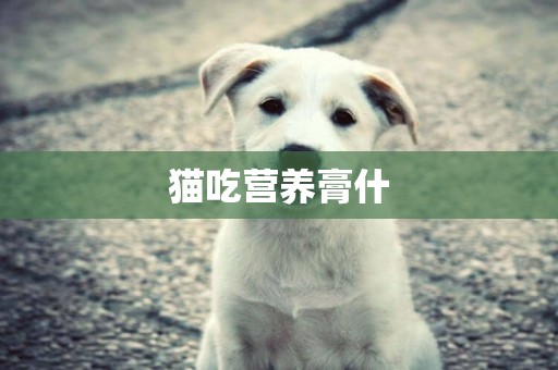 貓吃營養膏什
