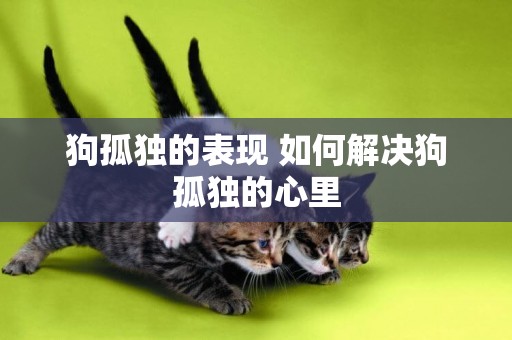 狗孤獨的表現 如何解決狗孤獨的心里