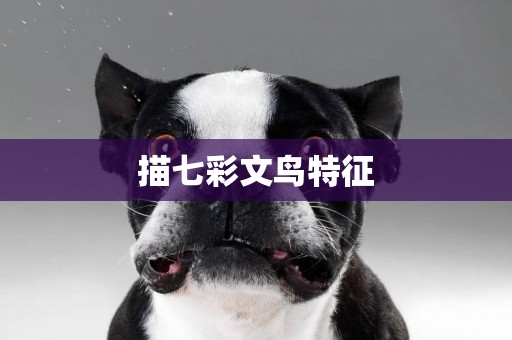 描七彩文鳥特征