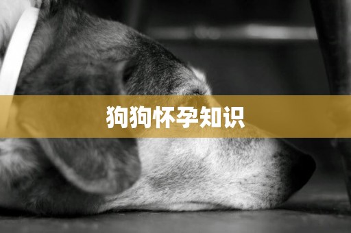 狗狗懷孕知識