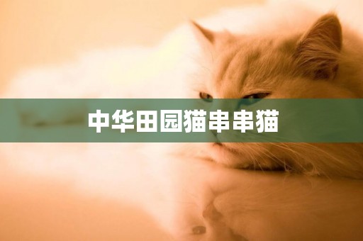 中華田園貓串串貓