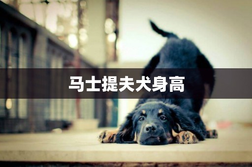馬士提夫犬身高