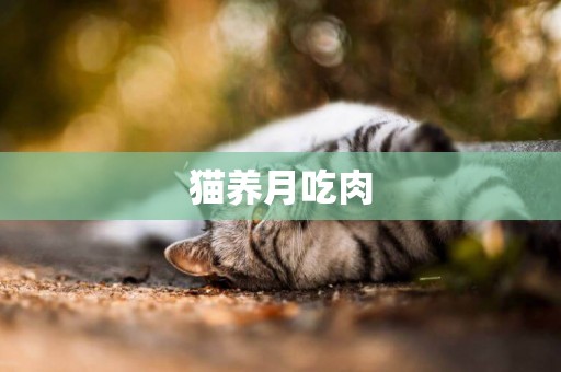 貓養月吃肉