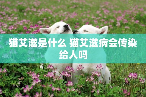 貓艾滋是什么 貓艾滋病會傳染給人嗎