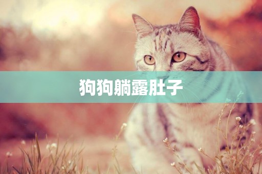 狗狗躺露肚子