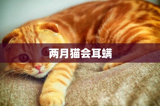 兩月貓會耳螨