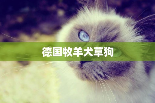 德國牧羊犬草狗