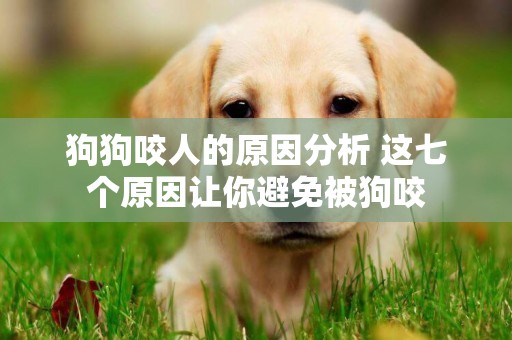 狗狗咬人的原因分析 這七個原因讓你避免被狗咬