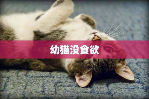 幼貓沒食欲