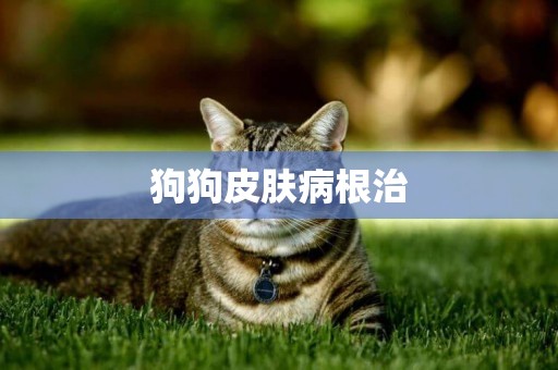 狗狗皮膚病根治