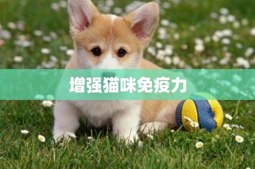增強貓咪免疫力