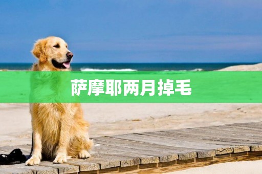 薩摩耶兩月掉毛