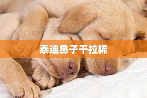 泰迪鼻子干拉稀