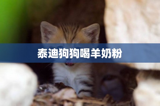 泰迪狗狗喝羊奶粉