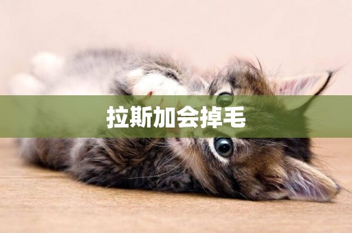 拉斯加會掉毛